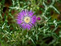 Pinkfarbene Distelblüte und Knospe